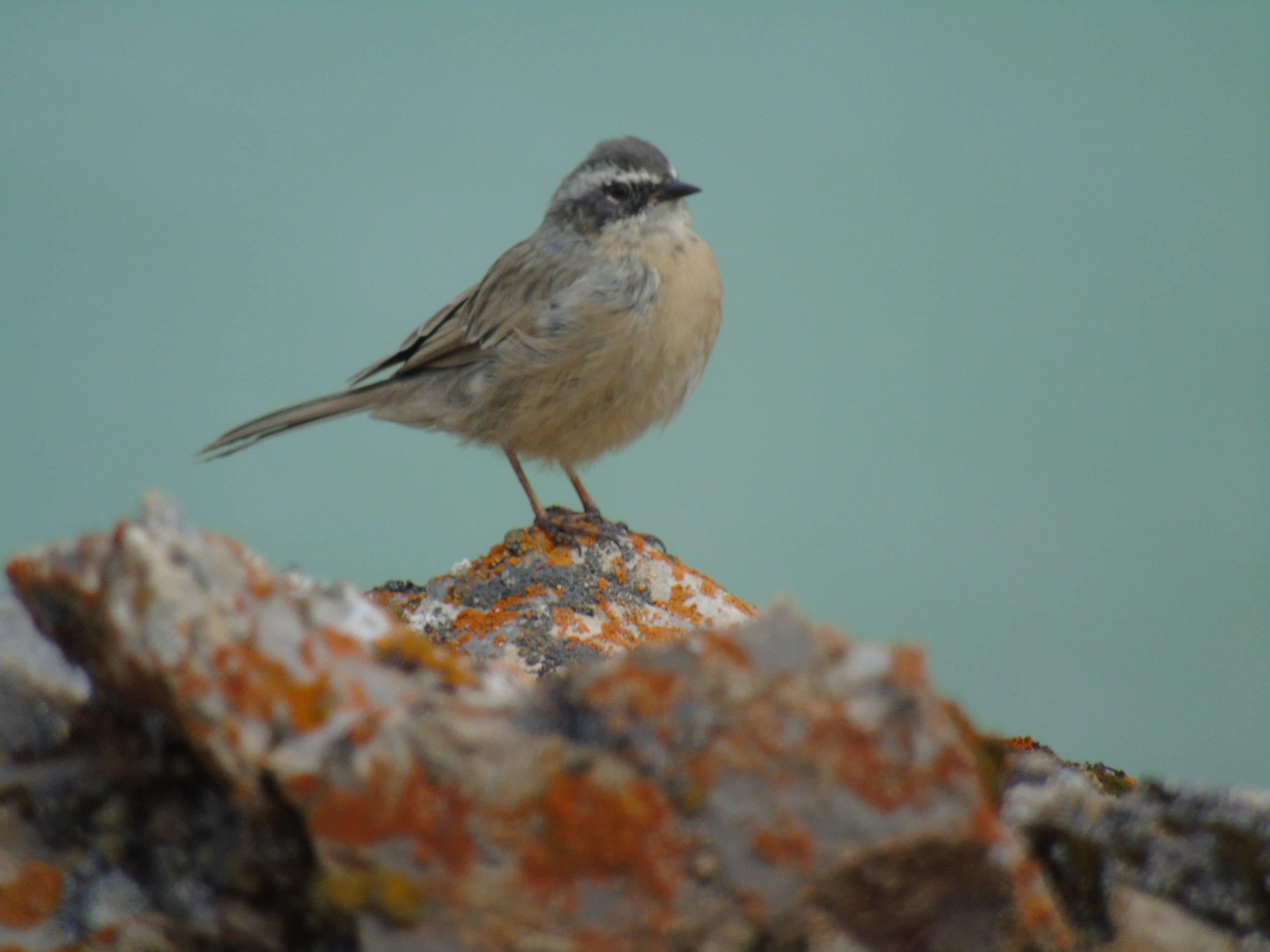 An Altai Accentor, one of the many observed species